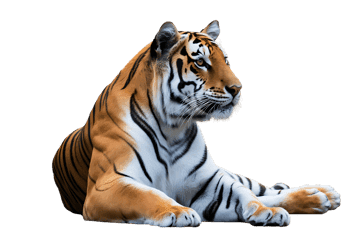 Striking tiger portrait, majestic feline in natural colors