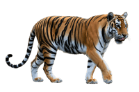 Bengal tiger walking full body