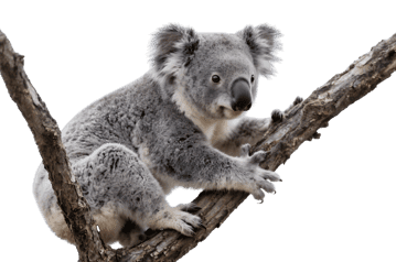 Koala clinging to branch on transparent background