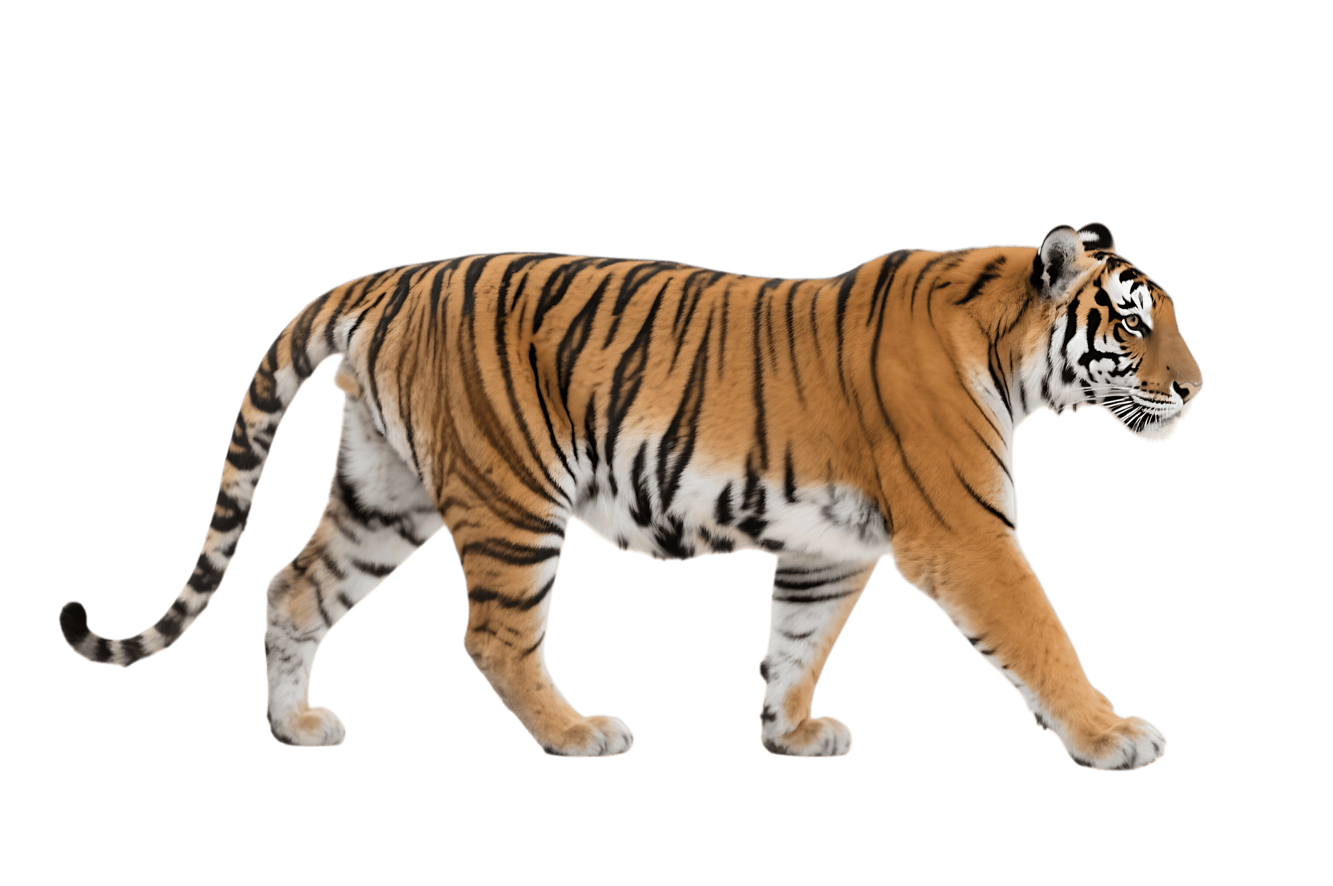Walking tiger
