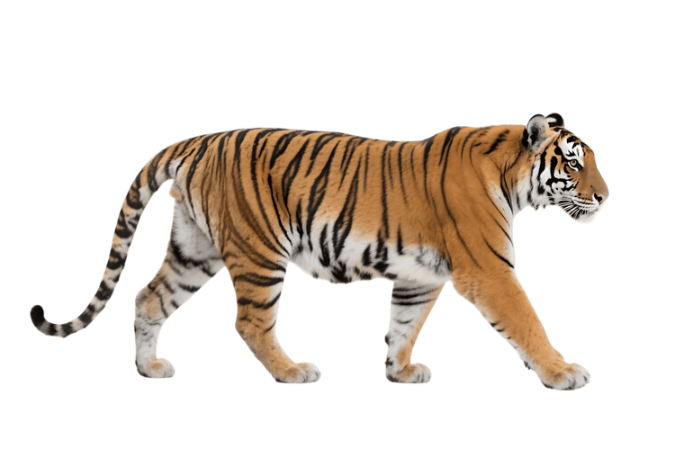 Walking tiger