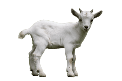 Cute white baby goat isolated