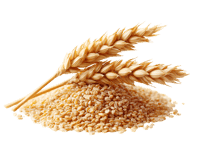 Golden Wheat Grains and Stalks