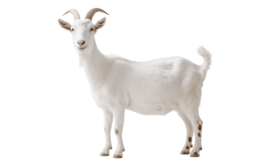 Standing white goat with horns