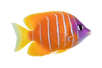 Vibrant angelfish marine animal with orange and purple colors