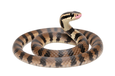 Isolated striped snake coiled with its head raised on transparent