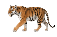 Walking tiger isolated on transparent background