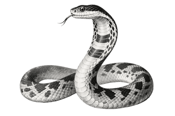 Black and white patterned snake with tongue out illustration