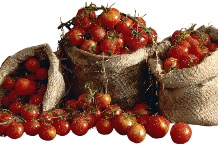 Juicy red tomatoes overflowing from burlap sacks.  A harvest abundance.