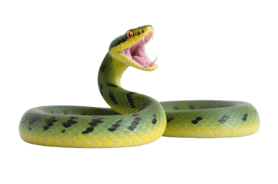 Green snake with open mouth859