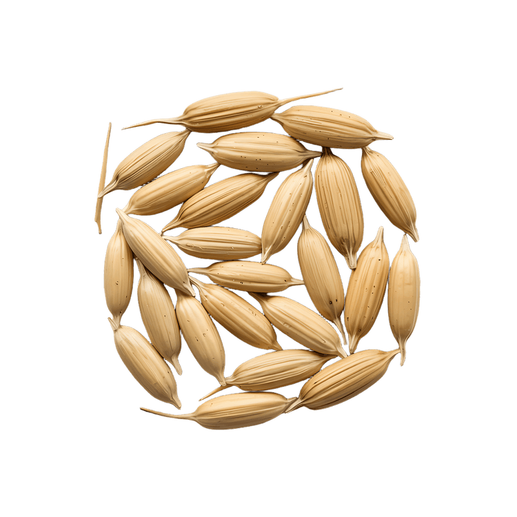 Close up of uncooked rice grains.