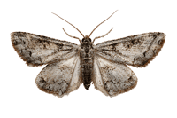 Detailed macro shot of a brown and white patterned moth or butterfly with delicate wings