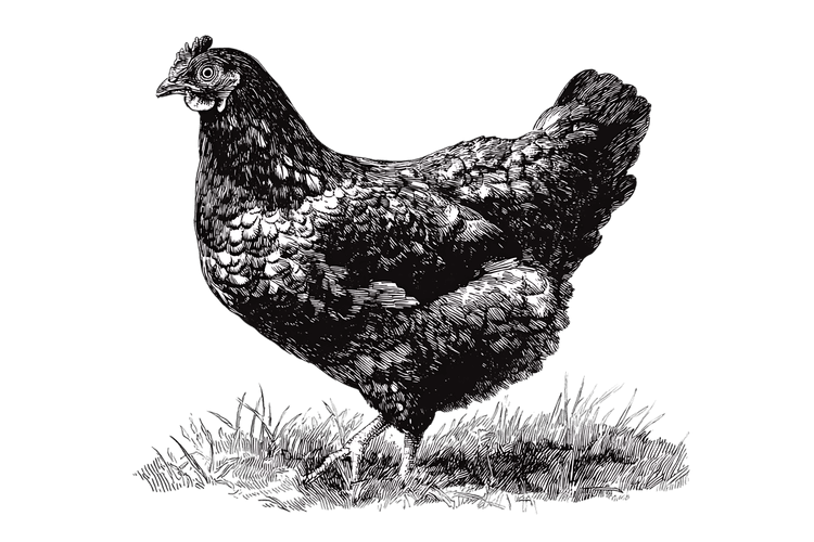 A detailed ink drawing of a hen.