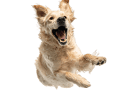 Joyful Golden Retriever dog leaping in the air.