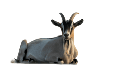 Lying goat with horns and beard
