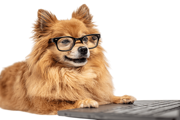 Cute Pomeranian dog wearing glasses, looking smart and intelligent.