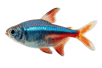 Colorful neon tetra fish isolated on transparent background.