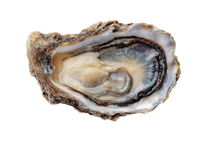 Close-up of a fresh oyster.