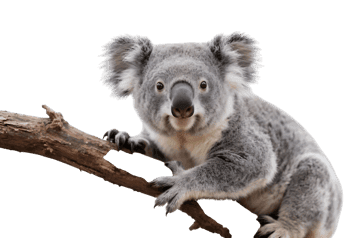 Koala on branch, native australian wildlife