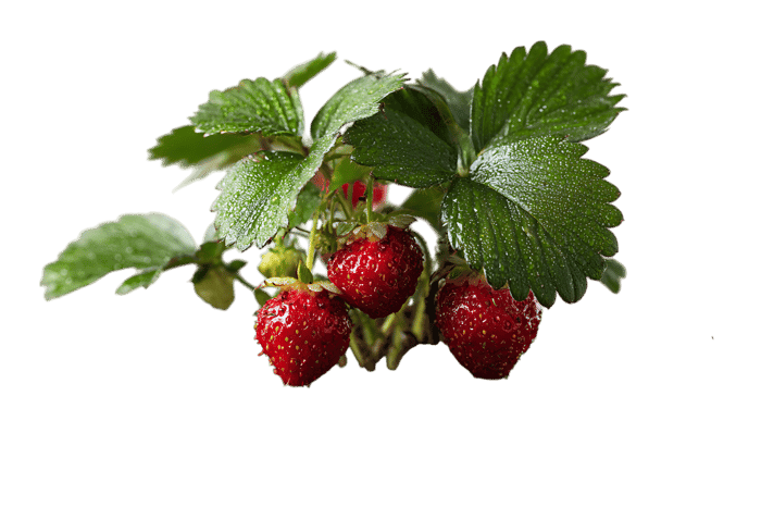 Fresh ripe strawberries on the plant