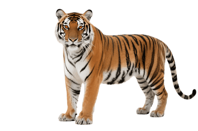Majestic bengal tiger illustration on transparent background