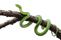 Bright green snake coiled on branch