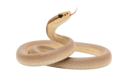 Tan snake with tongue out