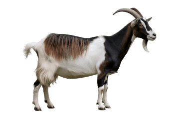 Standing goat isolated