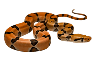 Orange and black royal python snake