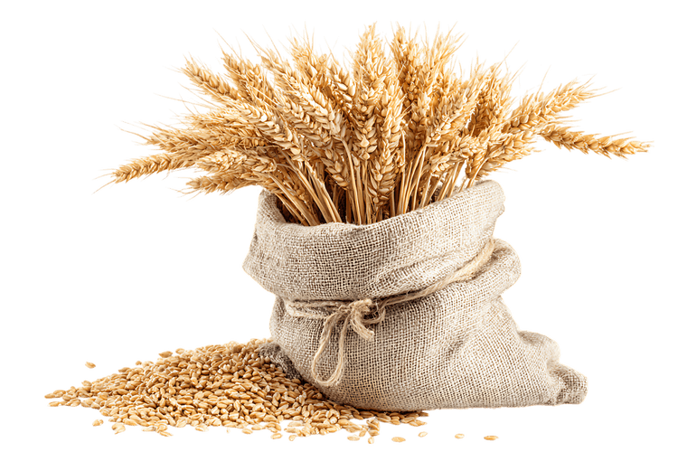 Abundant wheat stalks in burlap sack, agriculture, harvest, grain concept