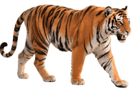 Majestic tiger walking isolated
