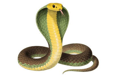 Illustration of a king cobra