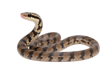 Brown snake coiled with tongue out