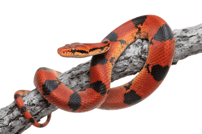 Red and black snake coiled on a branch