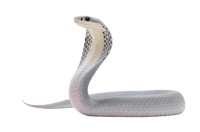 Grey cobra with hood on transparent background