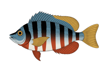 Colorful illustration of a striped fish swimming in the sea