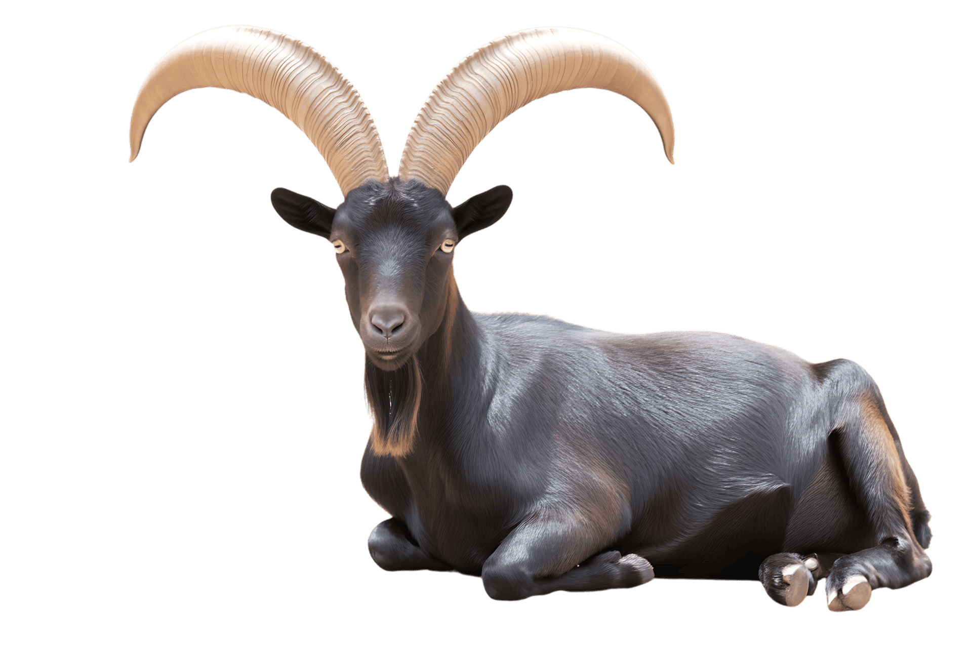 Lying black goat with long horns