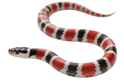 Scarlet kingsnake, non venomous snake with red, black and white bands