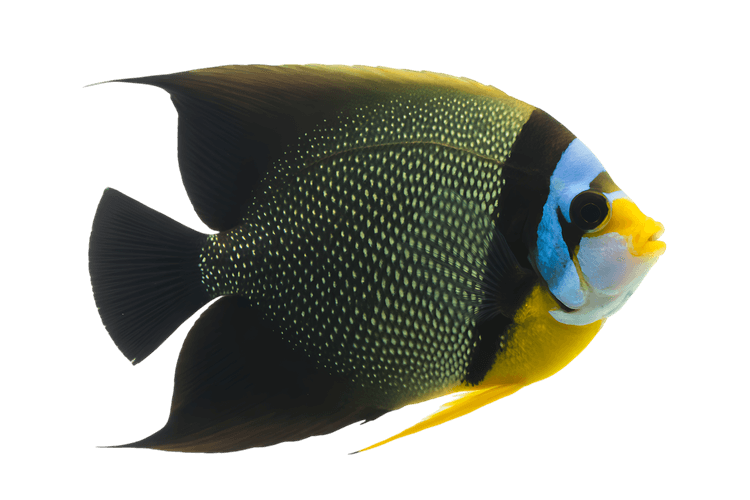 Colorful angelfish with yellow, blue, and black markings