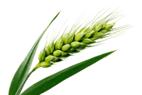 Close up of a single green wheat ear against a black background.