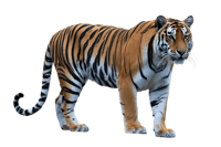Striking tiger isolated
