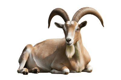 Lying down goat with horns, animal stock image