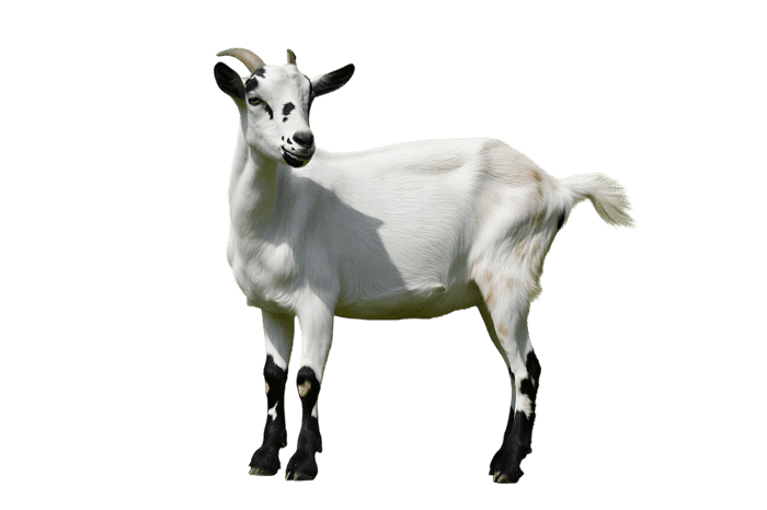 White goat with black markings on isolated background