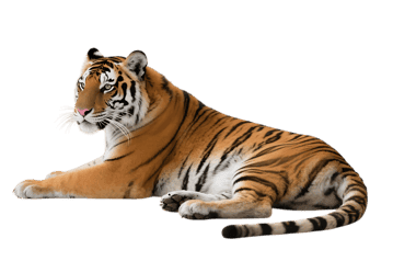 Lying tiger with black stripes