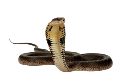 Cobra snake with hood extended