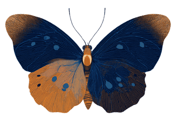 Intricate Blue and Orange Butterfly