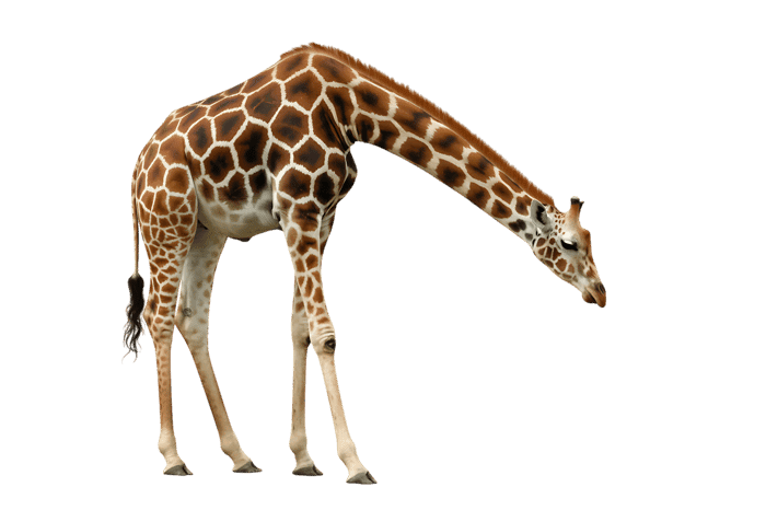 Giraffe bending down, isolated on transparent background