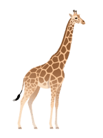 Illustration of a giraffe standing tall