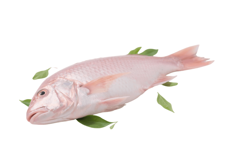Fresh raw fish with green leaves for cooking and healthy eating