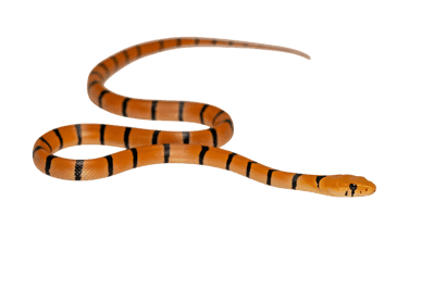 Orange and black striped snake